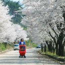 [강원 춘천] 산골자기에 꼭꼭 숨은 벚꽃명소 화려한 아름다움에 반하다/벚꽃엔딩 부귀리 이미지