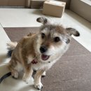 더테일 | 용인 남사 숲속 감성카페, 더 포레스트테일 솔직 후기