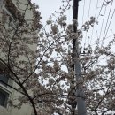 하단시락국