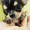 여니네 치와와 분양 이미지