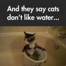 목욕하는 고양이 이미지