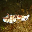 Bus Stop Nudibranch 이미지