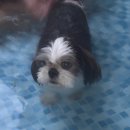 작은복골 | 강아지랑 힐링 여행♨️ 복골온천 대청봉 노천탕 숙소 솔직후기