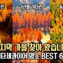 마지막 가을 찾았습니다 놓치면 후회할 가을 메타세콰이어 명소 BEST 6 이미지