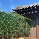 콜라니티다 이미지