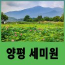세한생활용품 | 양평 가볼만한 곳 세미원 연꽃축제, 주차장과 두물머리 배다리 관람코스