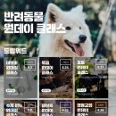 호텔 다향 - B | 반려동물을 위한 원데이 목공 클래스 - 반려견 집 만들기 『광주 반려동물 교육문화 아카데미 더펫하우스』