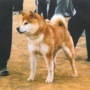 소우