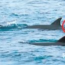 하모리-38 이미지