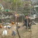 당나구