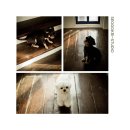 컴투펫 위탁보호센터 강원원주점 | 원주 강아지 프로필 촬영 서곡리사진관 : 따뜻한 가족을 기다리는 파양견들의 이야기🐶