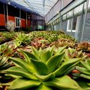 쿤타킨테 이미지