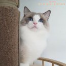 젤로돌스 이미지