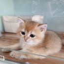 대전고양이분양 루나캣 이미지