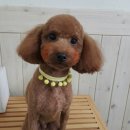 강변애견미용호텔 이미지