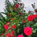 장미공원 주차장 이미지