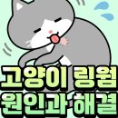 150. 고양이 링웜 원인과 해결 그리고 예방! 이미지