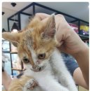 반석동물병원 이미지