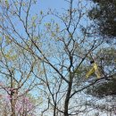 낙동면 비룡리 | 상주 갑장산 등산 코스 상주 가볼 만한 곳