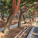 송림톱밥 이미지