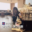 애코랜드 | 부산 해운대 놀곳 허스키 애견카페 애코랜드 방문 후기 내돈내산