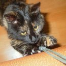 우리개 우리냥이 이미지