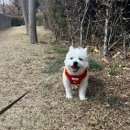 은진탕 | 노령견, 갑작스럽게 찾아온 안구진탕 원인 처치 후기 치료 병원