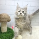 고양이전문점 허니캣 이미지