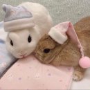 플로리아 이미지
