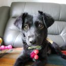 댕댕이 애견샵 이미지