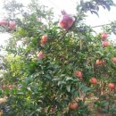 해신농장 이미지