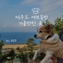 올디펜션 | 제주도 애견 동반 여행 강아지 산책하기 좋은 코스 베스트 5