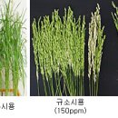 친환경 벼농사엔 ‘규산질’ 비료가 제격 이미지