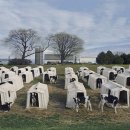 송아목장 이미지