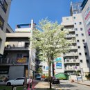 이팝나무 펜션 이미지