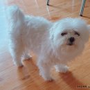 더드림동물병원 이미지