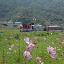 북천꽃단지 이미지