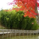 죽향민박 이미지