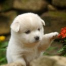 천지추 애견샵 이미지