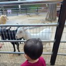 장미꽃길 1 | 울산대공원 장미동물원 방문 후기 아이와 함께 가볼만한 곳 원숭이 도끼 거북이 앵무새 다람쥐 양 관찰