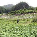 강춘희 농장 한국일보