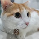 온정동물병원 이미지