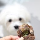 댕냥점빵 이미지