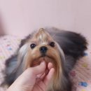 루시드 리엔 이미지