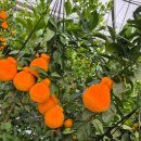 따봉농장 이미지