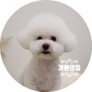 개들의 집 이미지