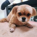 엔조이펫 이미지