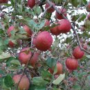 홍은농장 이미지