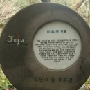 제주 평대리 비자나무 숲 이미지