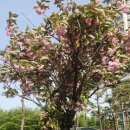 정오교통(주) | 서울 경기도 겹벚꽃 개화시기 만개 알고보니